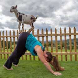 Goat Yoga